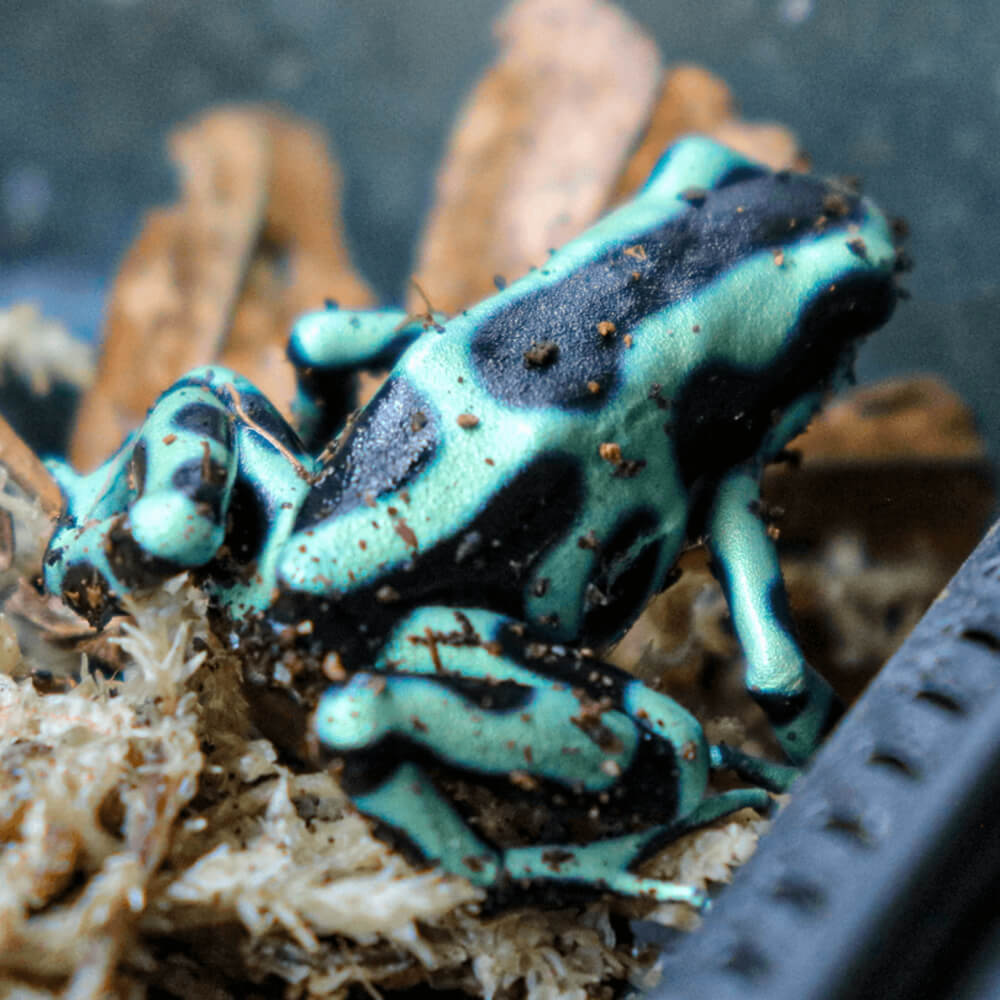 Green Dendrobates auratus dart frogs