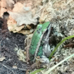 Hylarana erythraea Green paddy frog - Image 2