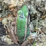 Hylarana erythraea Green paddy frog - Image 3