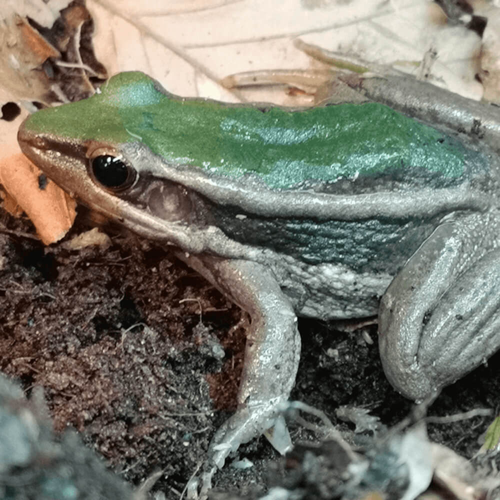 Hylarana erythraea Green paddy frog