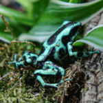 Green Dendrobates auratus dart frogs