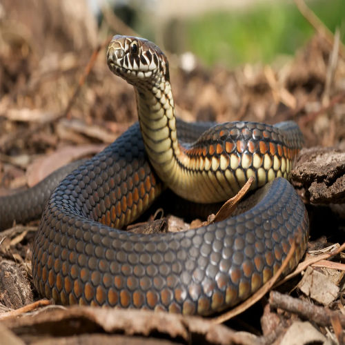 Snakes For Sale