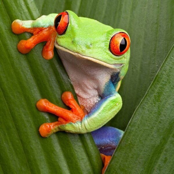 Red-Eyed Tree Frog