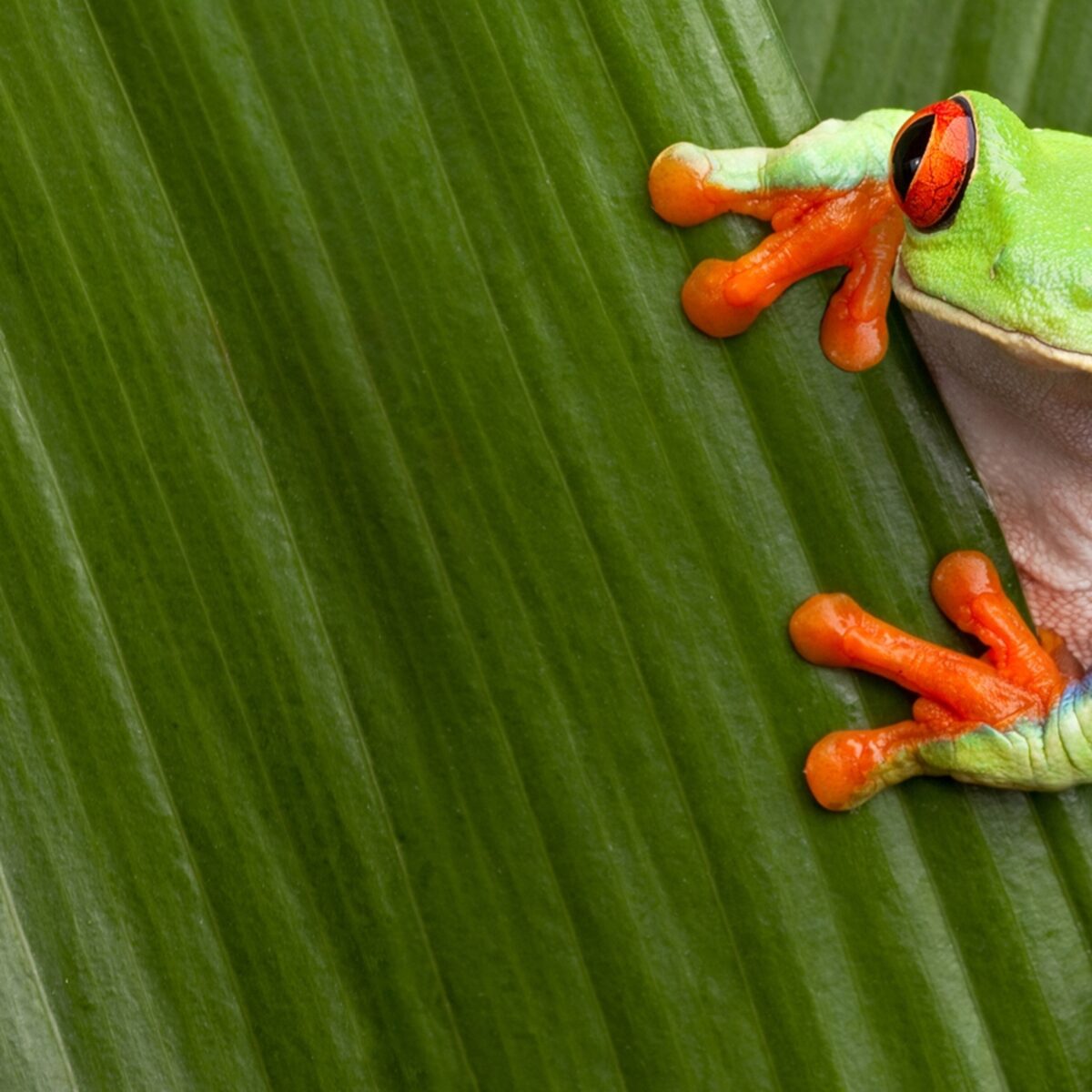 Red-Eyed Tree Frog (Agalychnis callidryas - Captive Bred) - Image 2