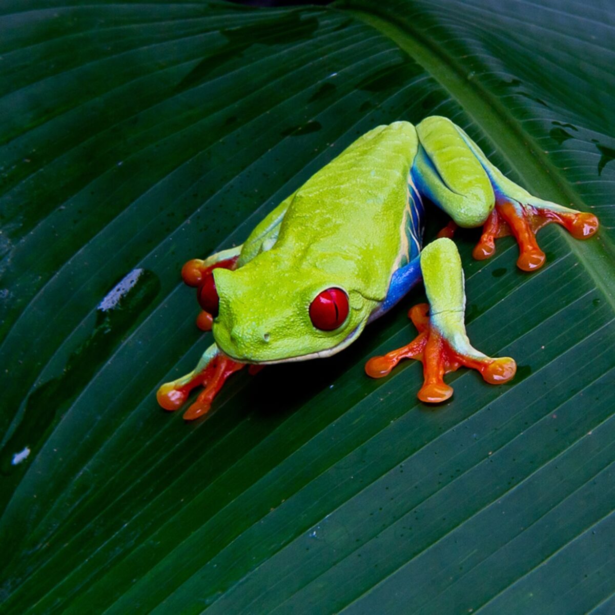 Red-Eyed Tree Frog (Agalychnis callidryas - Captive Bred) - Image 3