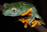 C.B. Fringed Leaf Frog - Image 3