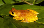 Mahogany Tree Frog