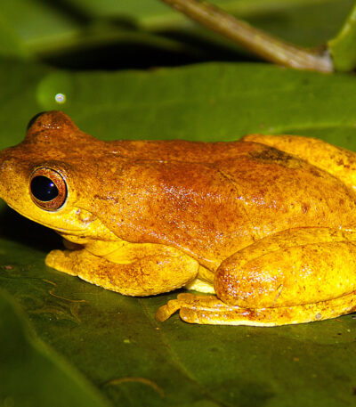 Mahogany Tree Frog