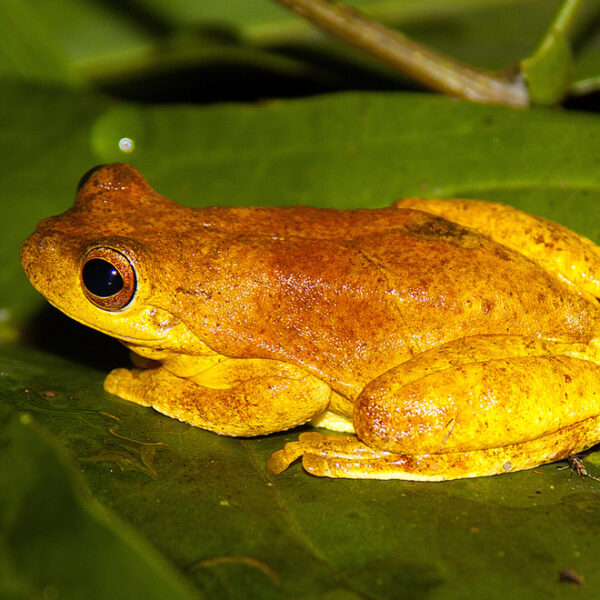 Mahogany Tree Frog