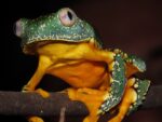 C.B. Fringed Leaf Frog - Image 2