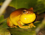 Mahogany Tree Frog - (Tlalocohyla loquax) - Image 2