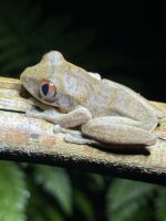 Nigerian Big Eye Tree Frog