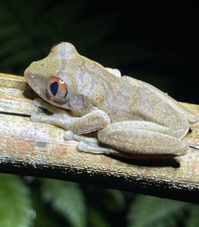 Nigerian Big Eye Tree Frog