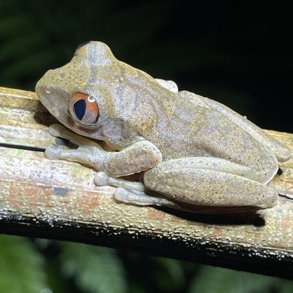 Nigerian Big Eye Tree Frog