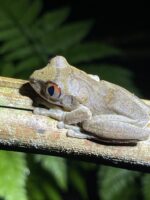 Nigerian Big Eye Tree Frog -  (Leptopelis millsoni) - Image 2