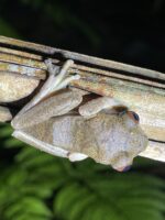 Nigerian Big Eye Tree Frog -  (Leptopelis millsoni) - Image 3