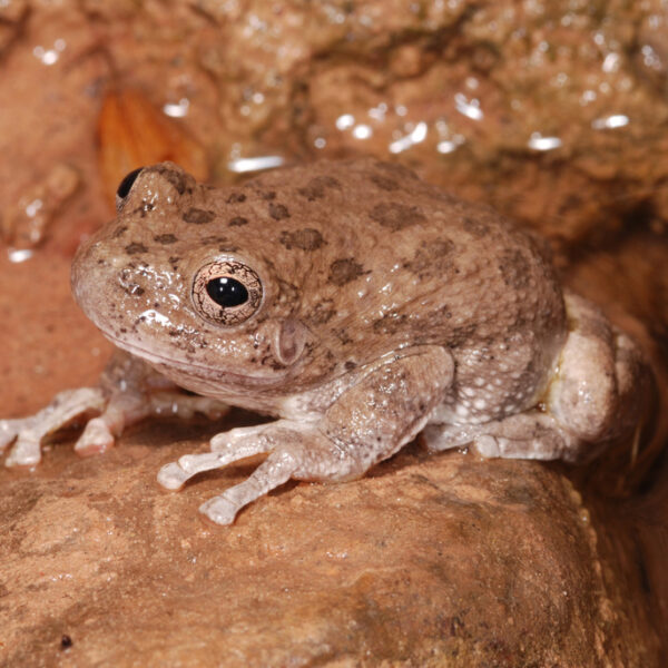 Canyon Tree Frog
