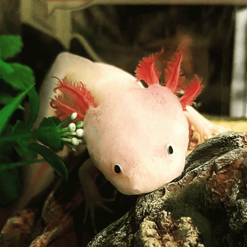 leucistic_axolotl_axl_1 Leucistic Axolotl - Image 2