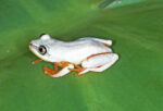Blue Back Reed Frog – (Heterixalus Madagascariensis) - Image 2