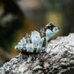 Trachycephalus resinifictrix Amazon milk frog