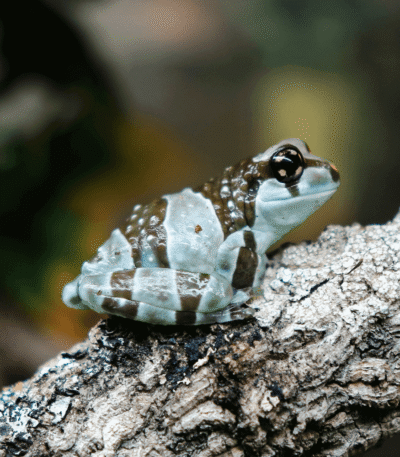 Trachycephalus resinifictrix Amazon milk frog