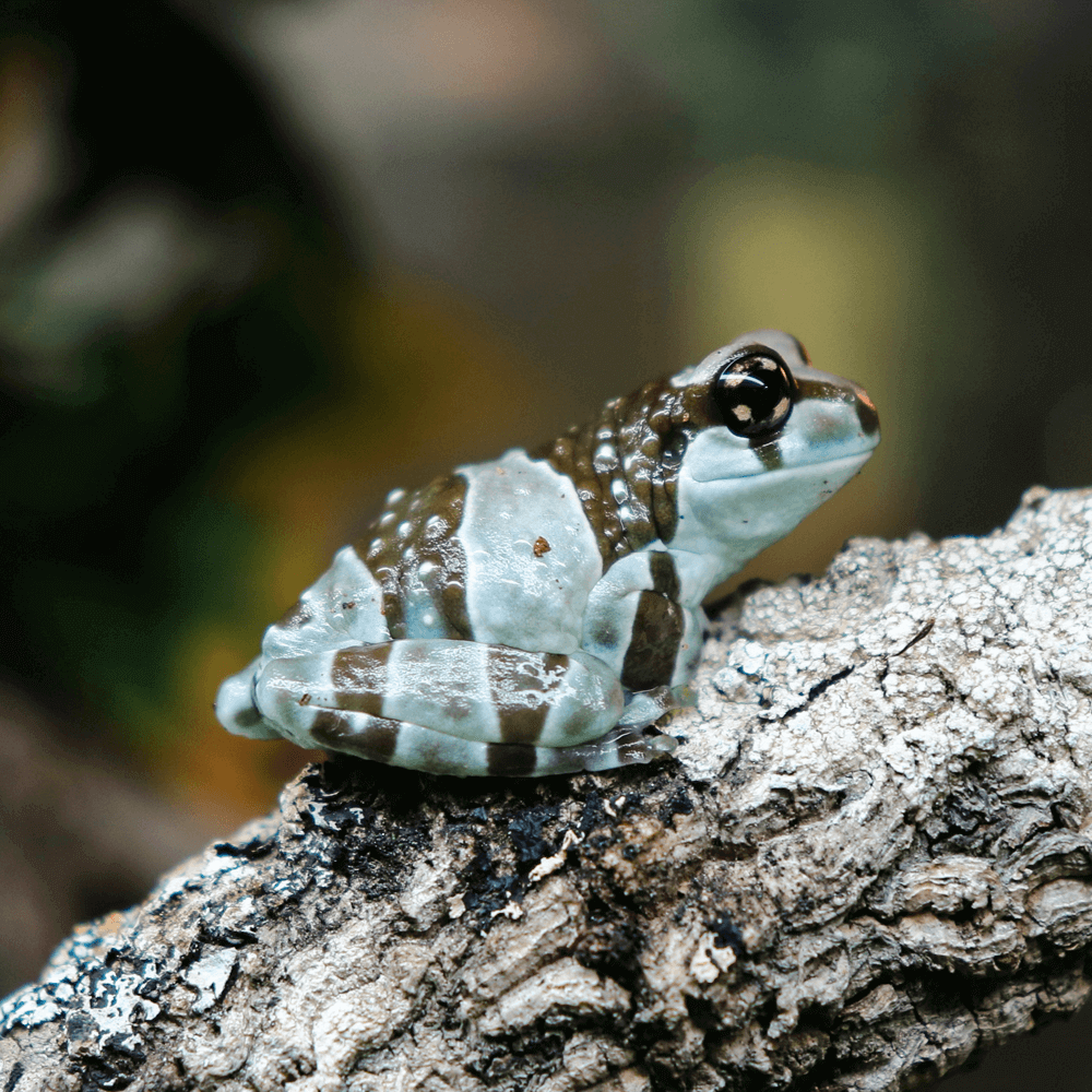 Trachycephalus resinifictrix Amazon milk frog
