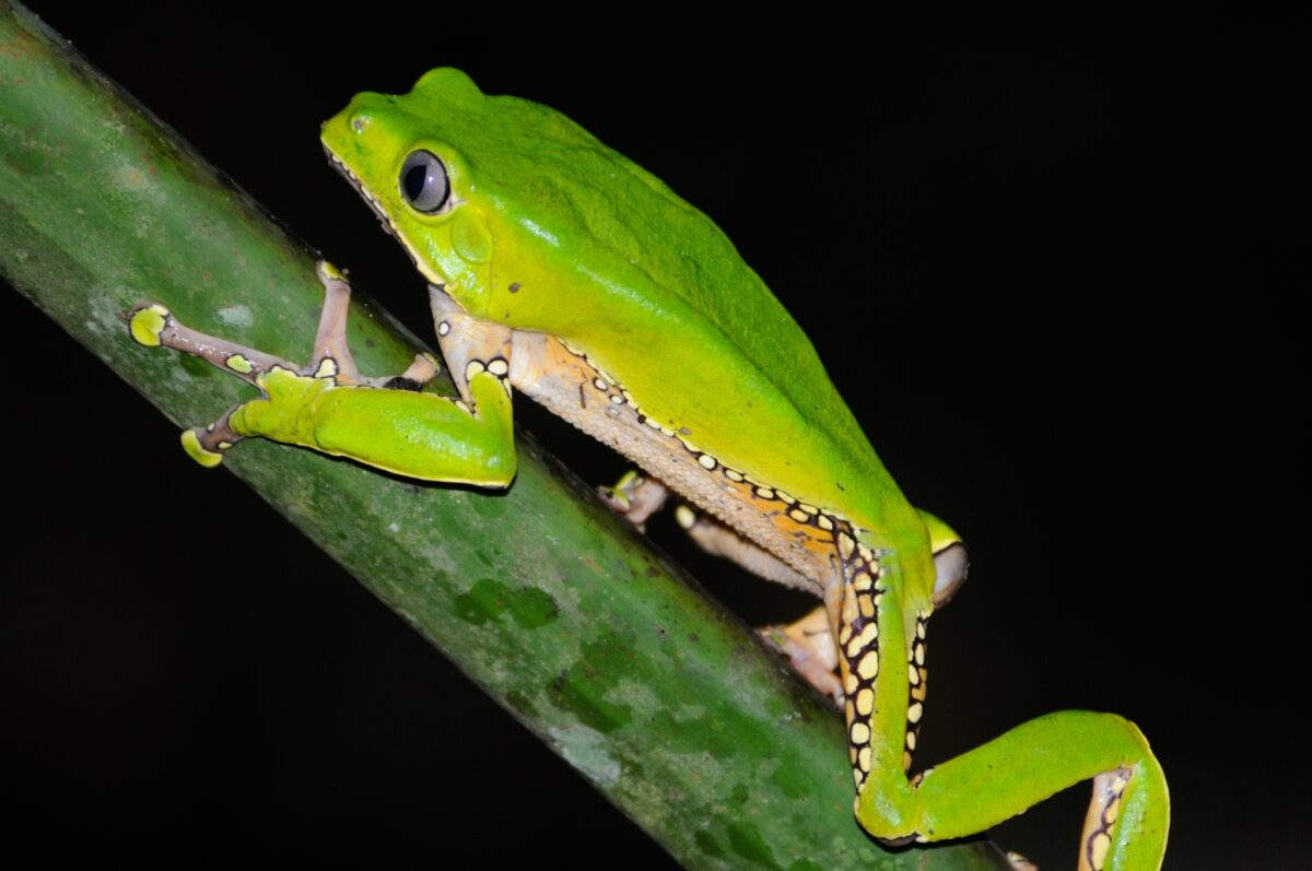 Waxy Monkey Treefrog