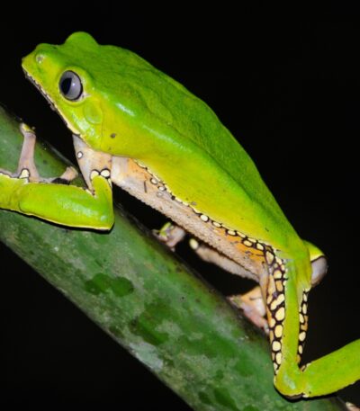 Waxy Monkey Treefrog