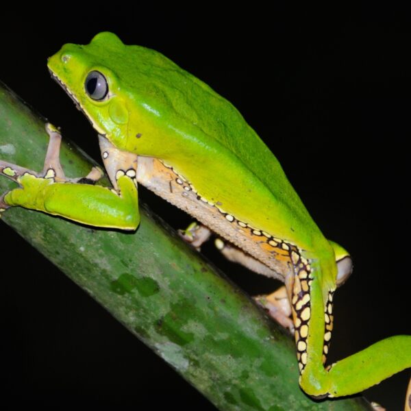 Waxy Monkey Treefrog