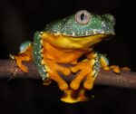 Fringed Leaf Frog