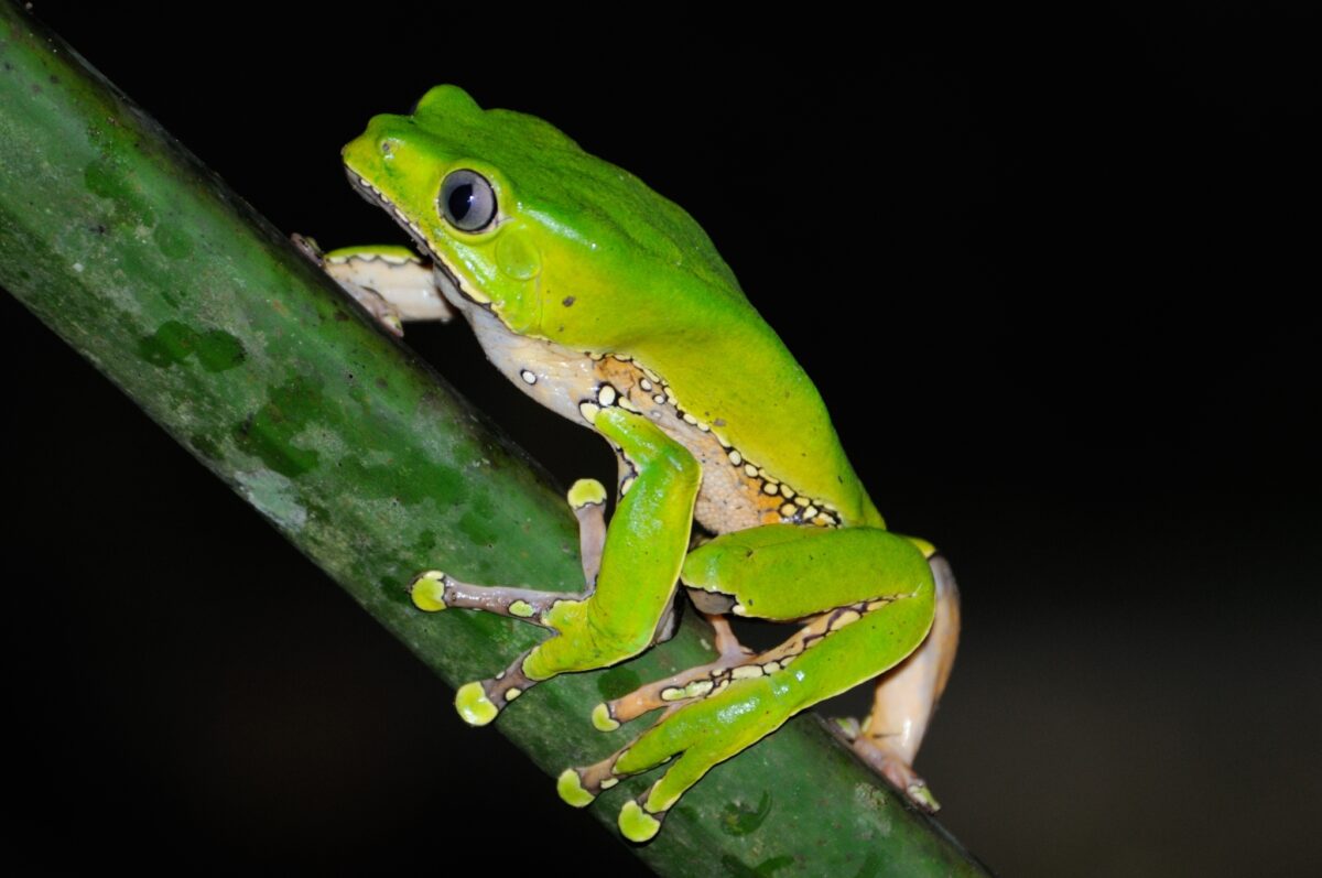 Waxy Monkey Treefrog  - (Phyllomedusa bicolor) - Image 2