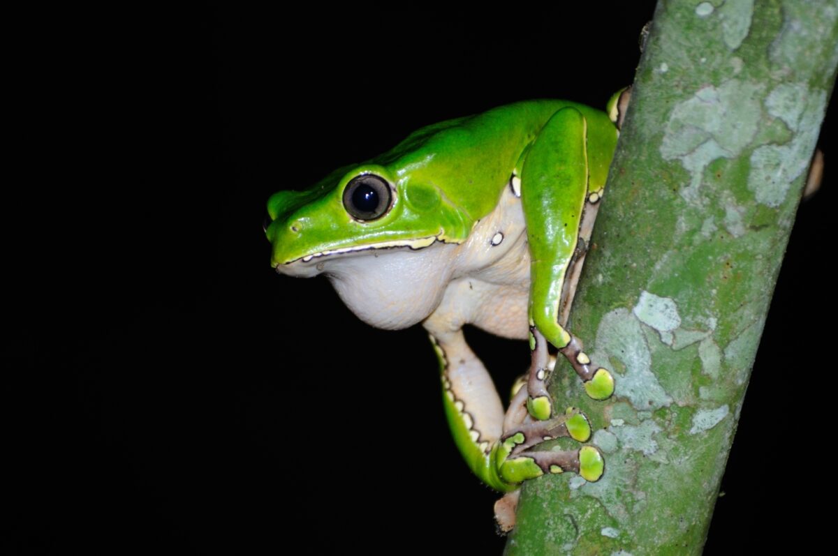 Waxy Monkey Treefrog  - (Phyllomedusa bicolor) - Image 3
