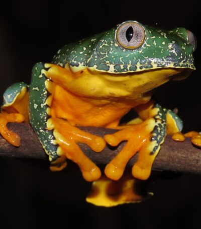 Fringed Leaf Frog