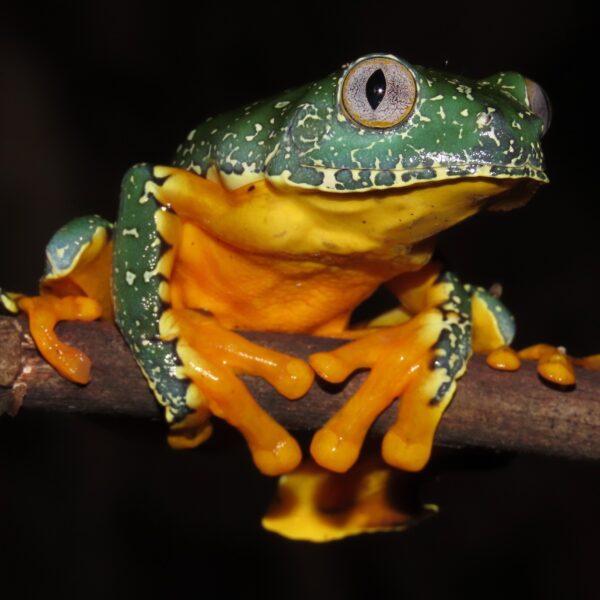 Fringed Leaf Frog