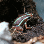 Epipedobates tricolor Phantasmal dart frogs - Image 2