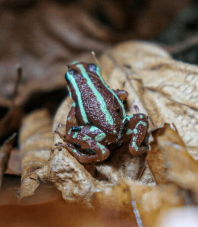 Epipedobates tricolor Phantasmal dart frogs