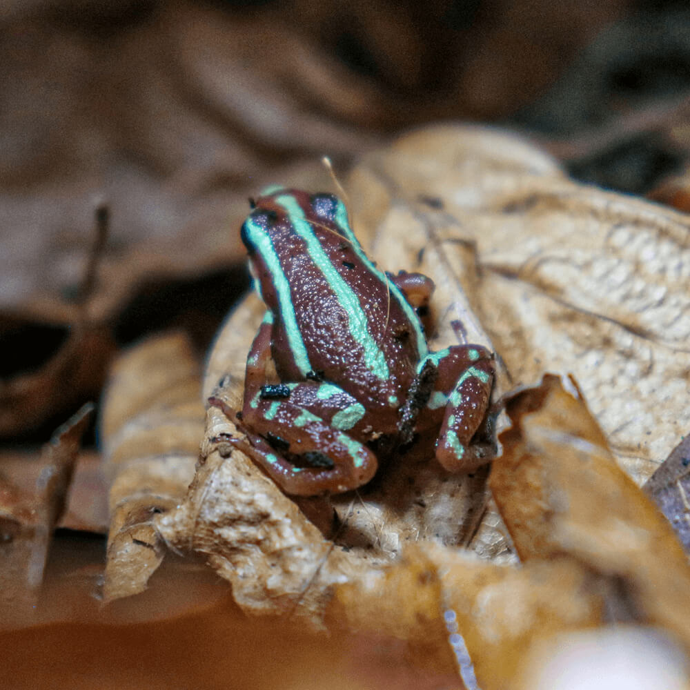 Epipedobates tricolor Phantasmal dart frogs