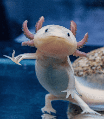 Pink Axolotl