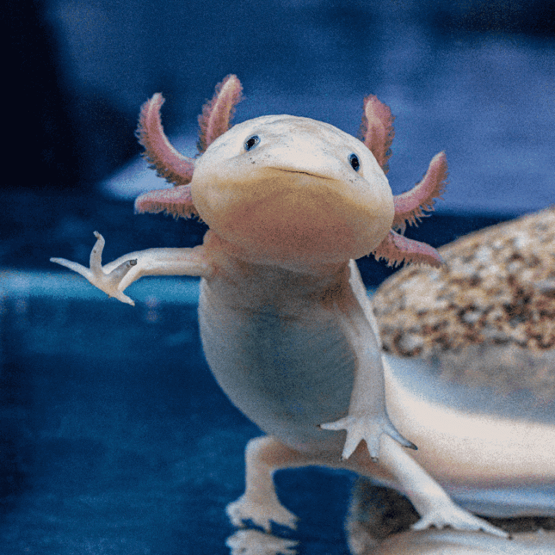 Pink Axolotl