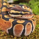 Baby Classic Ball Python