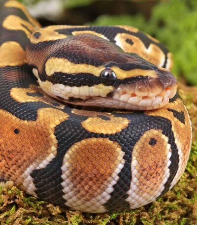 Baby Classic Ball Python