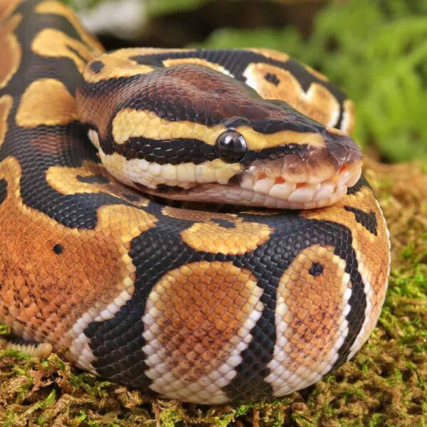 Baby Classic Ball Python