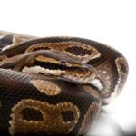 Adult Classic Ball Python