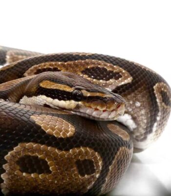 Adult Classic Ball Python
