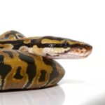 Baby Het Pied Ball Python
