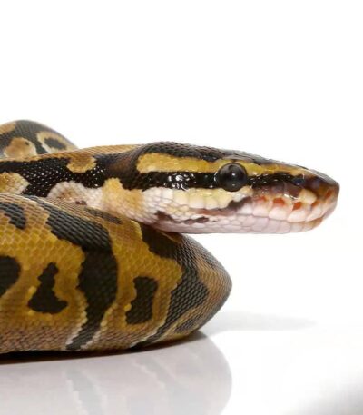 Baby Het Pied Ball Python