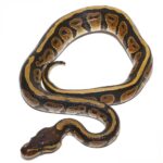 Baby Dinker Ball Pythons
