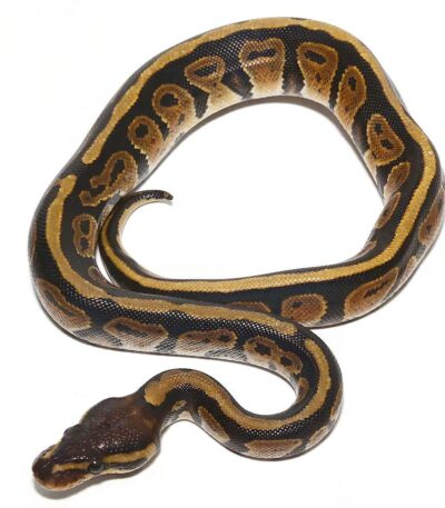 Baby Dinker Ball Pythons