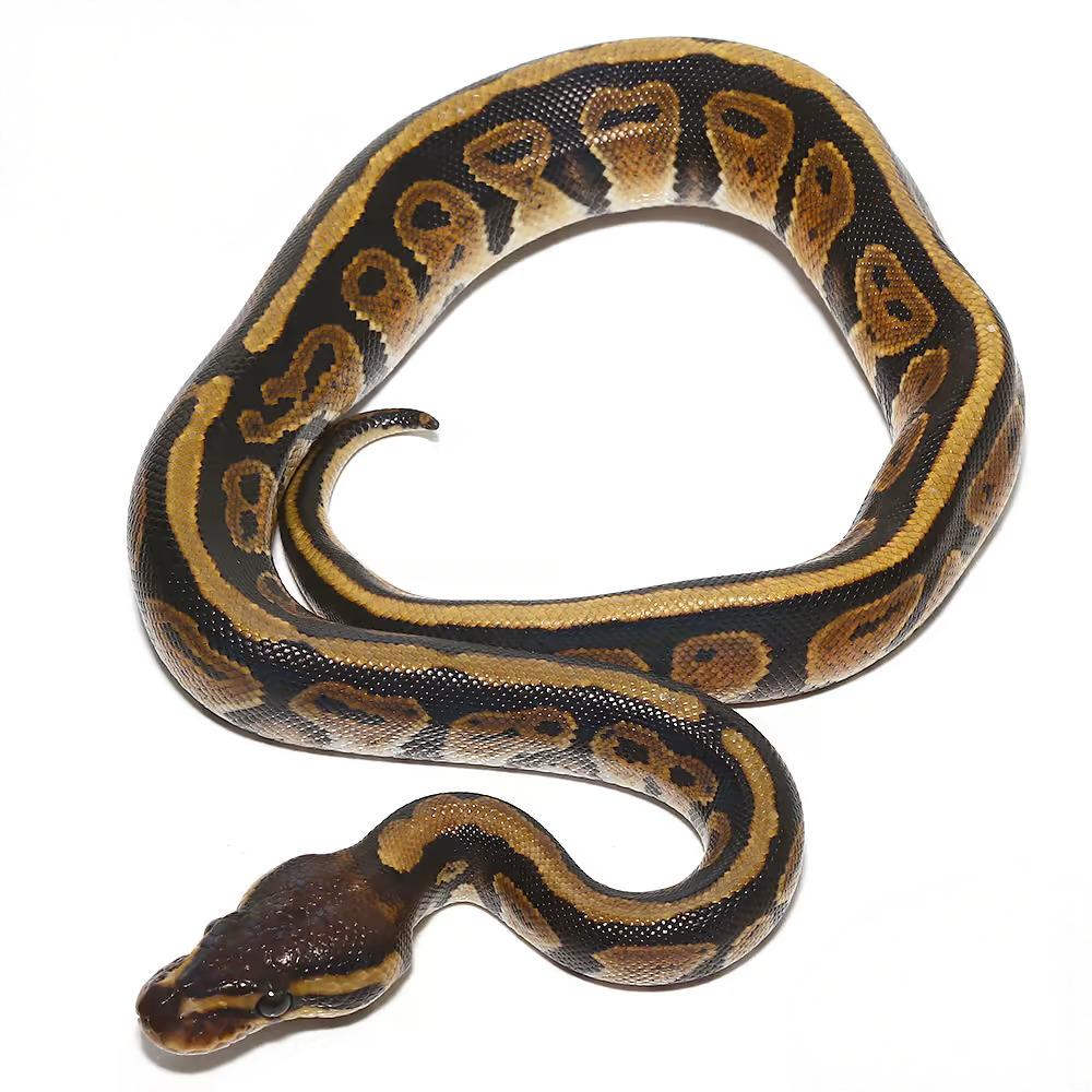Baby Dinker Ball Pythons