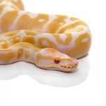 Baby Candy Albino Ball Python
